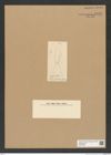 Diatomeae indet. Zeichnungen Sammlung Grunow Nr. 7032 (NHMW-BOT-W0375956)